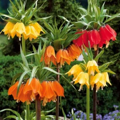 Willemse France - Collection de 3 couronnes impériales : jaune, rouge, orange - le sachet de 3 bulbes / circonférence 20cm+, vendu par lot de 2 Outlet
