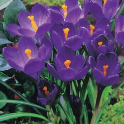 Willemse France - 15 crocus flower record - le sachet de 15 bulbes / circonférence 7-8cm, vendu par lot de 4 Discount