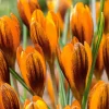 Willemse France Bulbes De Fleurs | - 15 crocus orange - le sachet de 15 bulbes / circonférence 5-7cm, vendu par lot de 6