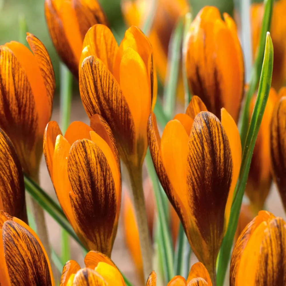 Willemse France Bulbes De Fleurs | - 15 crocus orange - le sachet de 15 bulbes / circonférence 5-7cm, vendu par lot de 6