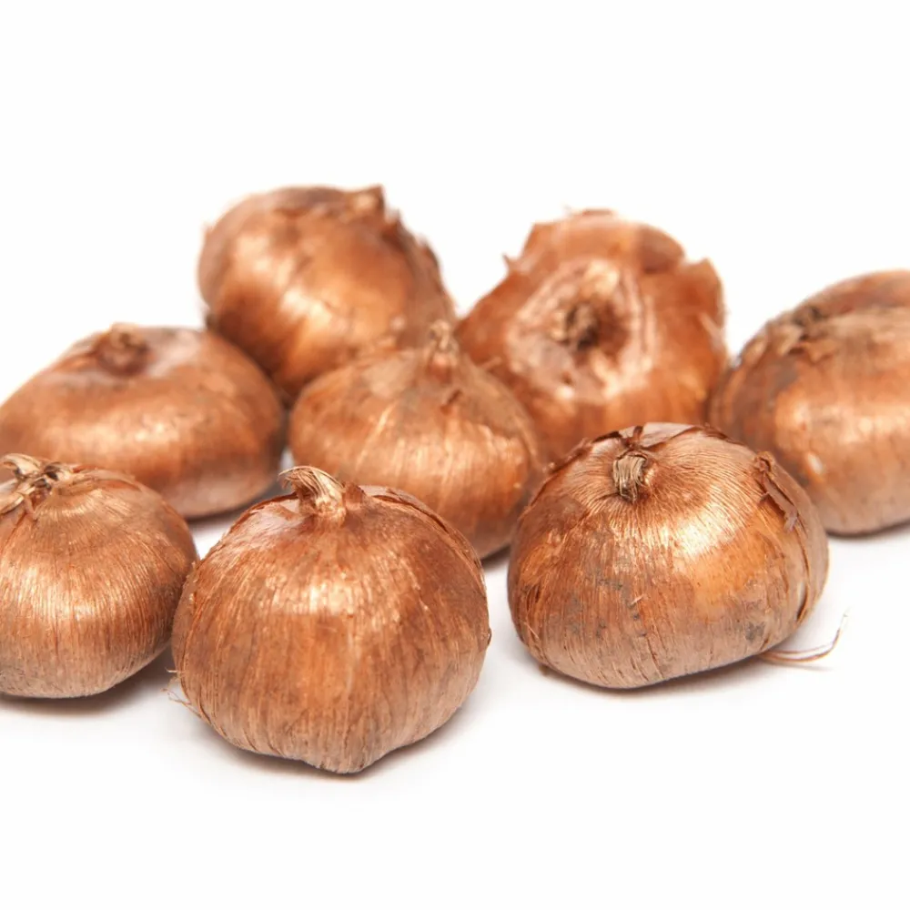Willemse France Bulbes De Fleurs | - 15 crocus orange - le sachet de 15 bulbes / circonférence 5-7cm, vendu par lot de 6