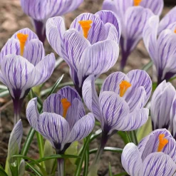 Willemse France - 15 crocus pick wick - le sachet de 15 bulbes / circonférence 7-8cm, vendu par lot de 6 Online