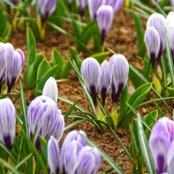 Willemse France - 15 crocus pick wick - le sachet de 15 bulbes / circonférence 7-8cm, vendu par lot de 6 Online