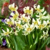 Willemse France Bulbes De Fleurs | - Erythrone white beauty - le sachet de 1 bulbe / calibre i, vendu par lot de 6