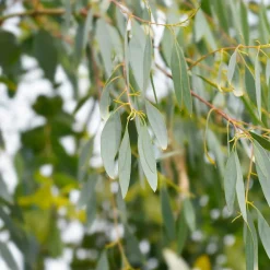 Willemse France - Eucalyptus gunnii - le pot / 1.5l / hauteur livrée 80-90cm, vendu par lot de 2 Clearance