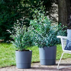 Willemse France - Eucalyptus gunnii - le pot / 1.5l / hauteur livrée 80-90cm, vendu par lot de 2 Clearance