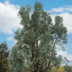 Willemse France - Eucalyptus gunnii - le pot / 1.5l / hauteur livrée 80-90cm, vendu par lot de 2 Clearance