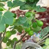 Willemse France Fruitiers Et Agrumes | - Figuier perretta - le pot / ø 13cm / hauteur livrée 20-30cm