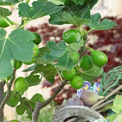 Willemse France Fruitiers Et Agrumes | - Figuier perretta - le pot / ø 13cm / hauteur livrée 20-30cm