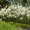 Willemse France Plantes Vivaces | - Filipendule commune - le pot / ø 9cm, vendu par lot de 2