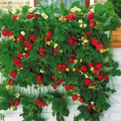 Willemse France Fruitiers Et Agrumes | - Fraisier grimpant et remontants mount everest - les 6 pots / 7cm