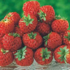 Willemse France - 2 fraisiers framberry ® - les 2 pots / 7cm / hauteur livrée environ 9cm, vendu par lot de 2 New