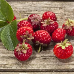 Willemse France Petits Fruits | - 2 fraisiers framberry ® - les 2 pots / 7cm / hauteur livrée environ 9cm