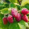 Willemse France Petits Fruits | - 2 framboisiers remontants versailles - le paquet de 2 racines nues, vendu par lot de 2