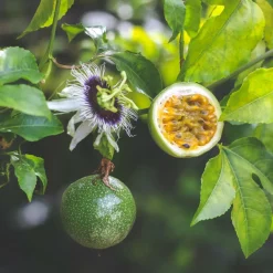 Willemse France - Fruit de la passion frederick - le pot / ø 9cm / hauteur livrée 20-40cm, vendu par lot de 2 Hot