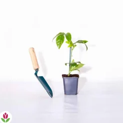 Willemse France - Fruit de la passion frederick - le pot / ø 9cm / hauteur livrée 20-40cm, vendu par lot de 2 Hot