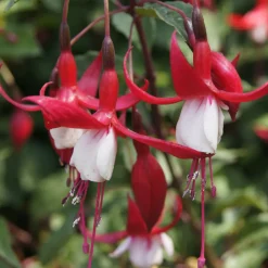 Willemse France - Fuchsia mme cornelissen - le pot / ø 9cm Outlet