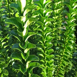 Willemse France - Fusain du japon 'green spire' - le pot / ø 9cm, vendu par lot de 4 Hot