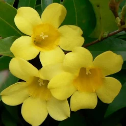 Willemse France Plantes Grimpantes | - Gelsemium sempervirens - le pot / ø 9cm