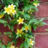 Willemse France - Gelsemium sempervirens - le pot / ø 9cm, vendu par lot de 2 Clearance
