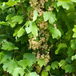 Willemse France Fruitiers Et Agrumes | - Groseillier white pearl - le pot / 2l / hauteur livrée 50-60cm