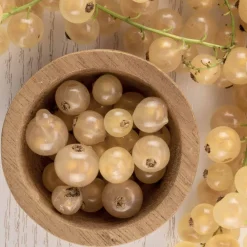 Willemse France Fruitiers Et Agrumes | - Groseillier white pearl - le pot / 2l / hauteur livrée 50-60cm
