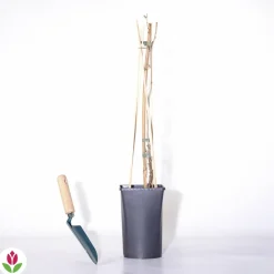 Willemse France Fruitiers Et Agrumes | - Groseillier white pearl - le pot / 2l / hauteur livrée 50-60cm