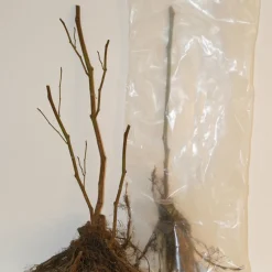 Willemse France Fruitiers Et Agrumes | - 2 groseilliers blanka - le paquet de 2 racines nues / 5-7 branches / hauteur livrée 30-40cm