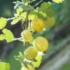 Willemse France Petits Fruits | - Groseillier à maquereau invicta - le pot / 2l / hauteur livrée 50-60cm