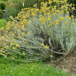 Willemse France Plantes Vivaces | - Herbe à curry - le pot / ø 9cm, vendu par lot de 2