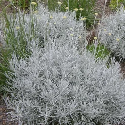 Willemse France Plantes Vivaces | - Herbe à curry - le pot / ø 9cm, vendu par lot de 2