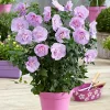 Willemse France Arbres Et Arbustes | - Hibiscus lavender chiffon - le pot / 2l / hauteur livrée 20-30cm, vendu par lot de 2