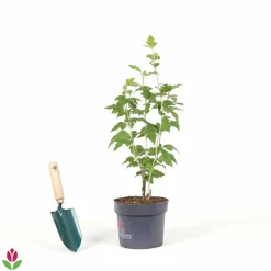 Willemse France Arbres Et Arbustes | - Hibiscus lavender chiffon - le pot / 2l / hauteur livrée 20-30cm, vendu par lot de 2