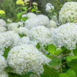 Willemse France Plantes De Terre De Bruyère | - Hortensia annabelle - le pot / ø 9cm, vendu par lot de 2