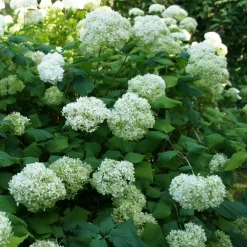 Willemse France Plantes De Terre De Bruyère | - Hortensia annabelle - le pot / ø 9cm, vendu par lot de 2