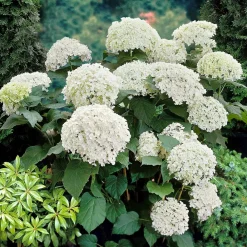 Willemse France Plantes De Terre De Bruyère | - Hortensia annabelle - le pot / ø 9cm, vendu par lot de 2