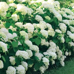 Willemse France Plantes De Terre De Bruyère | - Hortensia annabelle - le pot / ø 9cm, vendu par lot de 2