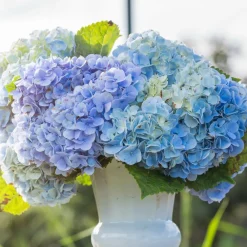 Willemse France - Hortensia bleu - le pot / ø 9cm, vendu par lot de 2 Best