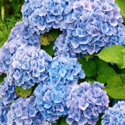 Willemse France Plantes De Terre De Bruyère | - Hortensia bleu - le pot / ø 9cm