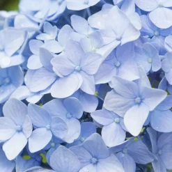 Willemse France Plantes De Terre De Bruyère | - Hortensia bleu - le pot / ø 9cm