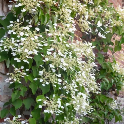 Willemse France - Hortensia grimpant du japon - le pot / 1.5l / hauteur livrée 20-60cm Outlet