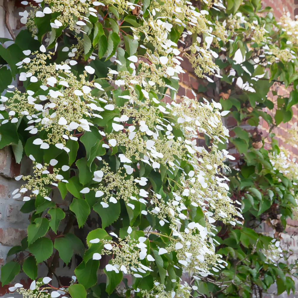 Willemse France - Hortensia grimpant du japon - le pot / 1.5l / hauteur livrée 20-60cm Outlet
