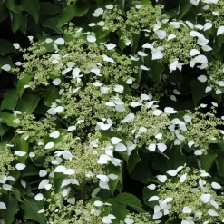 Willemse France - Hortensia grimpant du japon - le pot / 1.5l / hauteur livrée 20-60cm Outlet
