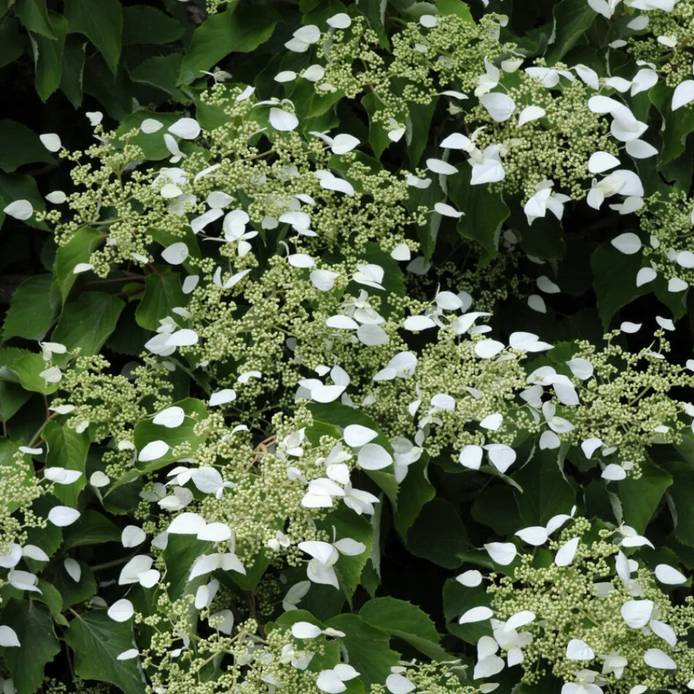 Willemse France - Hortensia grimpant du japon - le pot / 1.5l / hauteur livrée 20-60cm Outlet