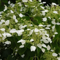 Willemse France - Hortensia grimpant du japon - le pot / 1.5l / hauteur livrée 20-60cm Outlet