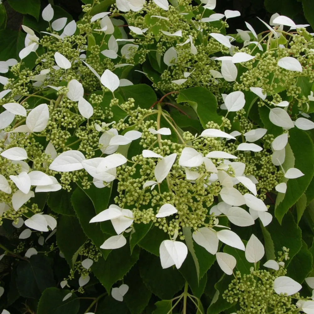 Willemse France - Hortensia grimpant du japon - le pot / 1.5l / hauteur livrée 20-60cm Outlet