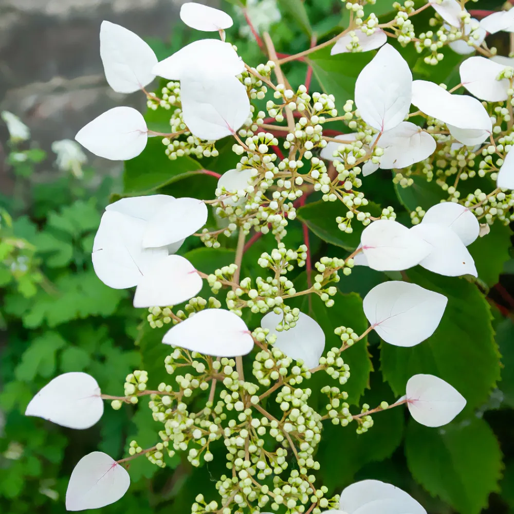 Willemse France - Hortensia grimpant du japon - le pot / 1.5l / hauteur livrée 20-60cm Outlet