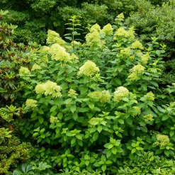 Willemse France - Hortensia paniculé limelight® - le pot / ø 8cm, vendu par lot de 2 Discount