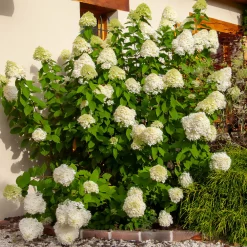 Willemse France - Hortensia paniculé limelight® - le pot / ø 8cm, vendu par lot de 2 Discount
