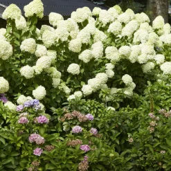Willemse France - Hortensia paniculé limelight® - le pot / ø 8cm, vendu par lot de 2 Discount